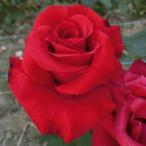 バラ苗　新苗　カーディナル　Kardinal　大輪　4号鉢　2025