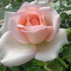 バラ苗　新苗　クレアルネッサンス　Clair Renaissance　大輪　4号鉢　強香　受賞　初心者オススメ　2025