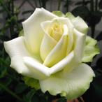 バラ苗　新苗　プリンセスラーラサルマ　Princess Lalla Salma　シャイニングローズ　Shining Rose　大輪　4号鉢　当園作出　2025