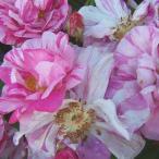 バラ苗　新苗　ヨーク＆ランカスタ