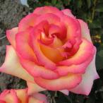 バラ苗　新苗　ドリームカムトゥルー　Dream Come True　アメリカンローズ　American Roses　大輪　4号鉢　AARS受賞　2025