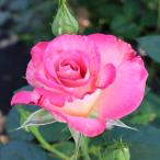 バラ苗　新苗　ディッククラーク　Dick Clark   アメリカンローズ　American Roses　大輪　4号鉢 　受賞　2025