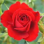 バラ苗　挿し木苗　ベルベットカヴァー　Velvet Cover　つる　５号鉢　2024　10営業日以内発送予定