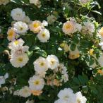 ショッピング苗 バラ苗　２年大株苗　ギスレーヌドゥフェリゴンド　Ghislaine de Feligonde　4号鉢　耐病性　初心者オススメ　半日陰　2025　　　