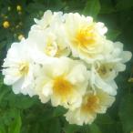 バラ苗　２年大株苗　ヘレナ　Helena