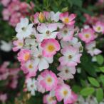 バラ苗２年大株苗バレリーナBall...