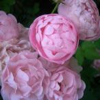 バラ苗２年大株苗ローブリッターRa...