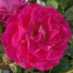 バラ苗　２年大株苗　アウタザブルー　Outta the Blue