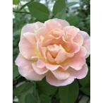 2026年フレグランスローズつるバ...