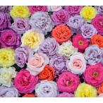 2023年　新苗　新品種登場　☆ネット限定☆　フレグランスローズ バラ苗 予約注文開始　ローズなかしま　オリジナル品種