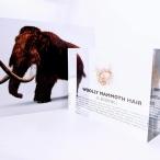 SCIENCE окаменелость образец Woolly Mammoth Hair[ мамонт оригинал. body шерсть (Mammoth-hair|Siberia) примерно 1 десять тысяч год передний ]o Rige na