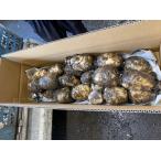  маленький . ферма Ibaraki . штук . лотос грязь имеется 5kg прямая поставка от производителя бесплатная доставка подарок подарок подарок на Bon Festival подарок по случаю конца года 