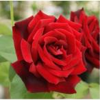 ショッピングバラ バラ苗 パパメイアン (大苗) ハイブリッドティー 四季咲き 大輪 赤系 メイアン 国産苗 6号スリット鉢