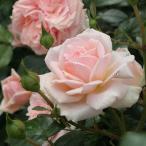 予約苗バラ苗ガーデンオブローゼズフ...