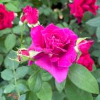予約苗バラ苗イントゥリーグフロリバ...