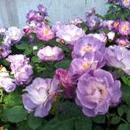 ショッピングバラ 予約苗 バラ苗 ブルーフォーユー (大苗) フロリバンダ 四季咲き 中輪 紫系 ワーナーズローゼス 国産苗 6号角鉢（2026年2月中旬順次配送）