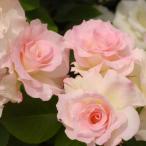 バラ苗 マチルダ (新苗) フロリバンダ 四季咲き 中輪 複色系 ピンク系 メイアン 国産苗 4号ポリ鉢