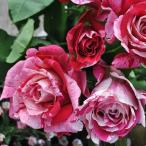 ショッピング苗 予約苗 バラ苗 クレイジートゥー (大苗) ハイブリッドティー 四季咲き 大輪 複色系  絞り デルバール 国産苗 6号専用角鉢 (2026年2月上旬順次配送)