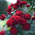 バラ苗 オマージュアバルバラ (大苗) フロリバンダ 四季咲き 中輪 赤系 デルバール 国産苗 6号専用角鉢 強健