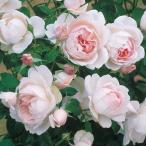 予約苗 バラ苗 マダムフィガロ (大苗裸苗) ハイブリッドティー 四季咲き 大輪 ピンク系 デルバール 国産苗 (12月上旬順次配送)