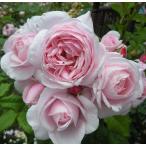 予約苗バラ苗ナエマつるバラ四季咲き...