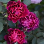 予約苗 バラ苗 オデュッセイア (新苗)