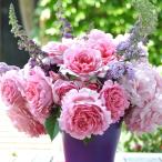 予約苗バラ苗ビアンヴニュシュラブ半...