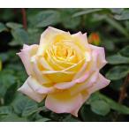  rose seedling piece ( new seedling ) hybrid tea four season .. large wheel yellow color series me Ian domestic production seedling 4 number poly- pot 