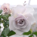 ショッピング苗 バラ苗 ステンレススチール (大苗) ハイブリッドティー 四季咲き 大輪 紫系 青系 国産苗 6号スリット鉢 強香