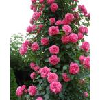 バラ苗レオナルドダビンチつるバラ返...