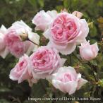 ショッピングウェッジウッド 予約苗 バラ苗 ザウエッジウッドローズ (ウェッジウッド) (大苗) シュラブ 中大輪 ピンク系 イングリッシュローズ ER6L専用角鉢 (2026年2月上旬順次配送)