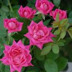 予約苗バラ苗ピンクダブルノックアウ...