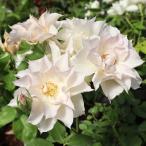 バラ苗 スノーフレーク (大苗) シュラブ 四季咲き 小輪 白系 ローズフォーユー 国産苗 7号角鉢 (購入特典 ぼかし肥料1kg付き)