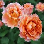 バラ苗 モルゲンロート (大苗) フロリバンダ 四季咲き 中輪 オレンジ系 ローズフォーユー 国産7号角鉢 (ぼかし肥料付)