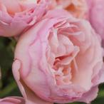 予約苗バラ苗プリンセスシャルレーヌ...