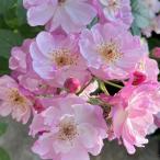 予約苗バラ苗ラベンダーシルエッタつ...