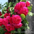 予約苗バラ苗テスオブザダーバービル...