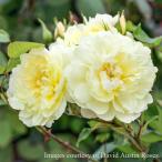 バラ苗 イモージェン (大苗) シュラブ 半つる性 返り咲き 中輪 黄色系 イングリッシュローズ ER6L専用角鉢 強健