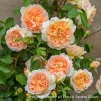 バラ苗 バスシーバ (大苗) シュラブ 半つる性 返り咲き 中大輪 オレンジ系 イングリッシュローズ ER6L専用角鉢 強香 強健