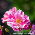 予約苗バラ苗ザキングズローズシュラ...