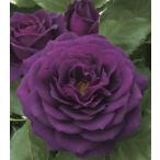 ショッピングバラ バラ苗 エブタイド (大苗) フロリバンダ 四季咲き 中輪 紫系 ウィークス 国産苗 6号スリット鉢 強健 病気に強い 耐病性あり 強香
