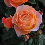 予約苗 バラ苗 ロビン (大苗) シュラ