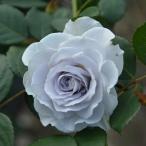  роза рассада голубой gravity -( большой рассада )froli van da 4 сезон .. средний колесо фиолетовый серия глициния цвет голубой rosaolientis местного производства рассада 6 номер специальный угол горшок 