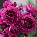 予約苗 バラ苗 ルタンデスリーズ (大苗) シュラブ 半つる性 四季咲き 中大輪 赤系 紫系 デルバール 国産苗 6号専用角鉢 強香 (2026年2月上旬順次配送)