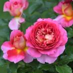 予約苗バラ苗エスプリドゥパリハイブ...