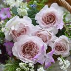 予約苗 バラ苗 タフタ (新苗) シュラブ 半つる性 四季咲き 中輪 ピンク系 ベージュ系 河本バラ園 ローズドゥメルスリー 国産苗 4号鉢 強健 (4月中旬順次配送)