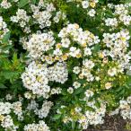 予約苗 バラ苗 ニッセ (新苗) シュラブ 半つる性 返り咲き 小輪 白系 河本バラ園 ローズドゥメルスリー 国産苗 4号鉢  強健 病気に強い (4月中旬順次配送)