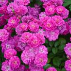 予約苗 バラ苗 ヴィルナタール (大苗)