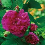 バラ苗インディゴフロリバンダ四季咲...