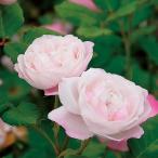 バラ苗 マダムピエールオジェ (アウトレット苗) つるバラ 二季咲き 中輪 ピンク系 オールドローズ 国産苗 6号スリット鉢